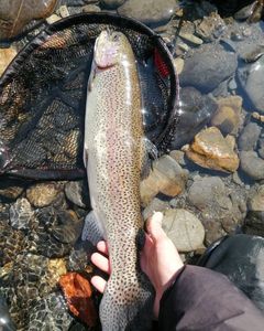 Rainbow Trout