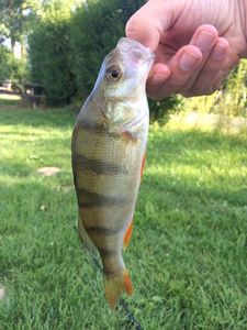 European Perch