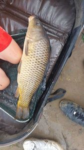 Common Carp