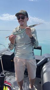 Garfish