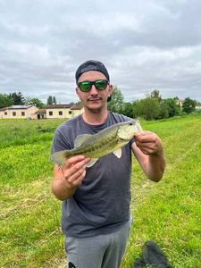 Largemouth Bass