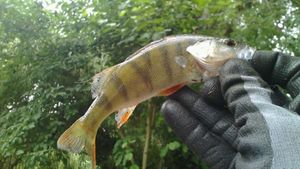 European Perch