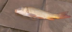 Common Carp