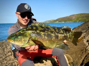 Ballan Wrasse