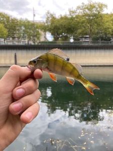 European Perch