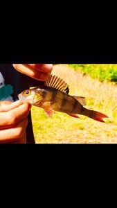 European Perch