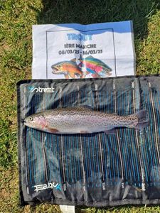 Rainbow Trout