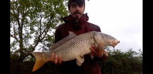 Common Carp