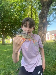 Yellow Perch