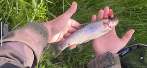 Brown Trout