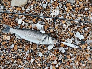 European Bass (Seabass)