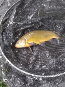 Tench