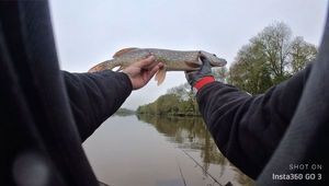 Northern Pike
