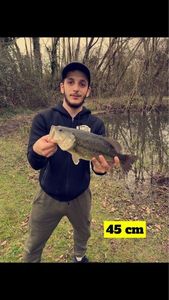 Largemouth Bass