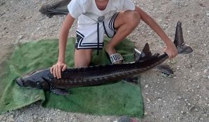 Sturgeon
