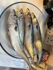 Mackerel