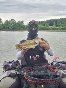 Largemouth Bass
