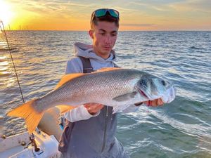 European Bass (Seabass)