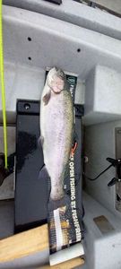 Rainbow Trout