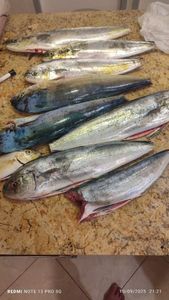 Dolphinfish