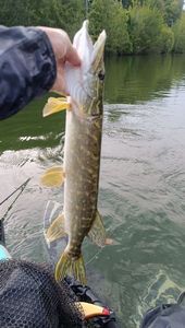 Northern Pike