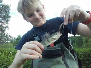 European Perch