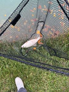 White Catfish