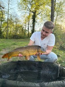 Common Carp