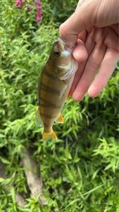 European Perch