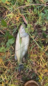 Largemouth Bass