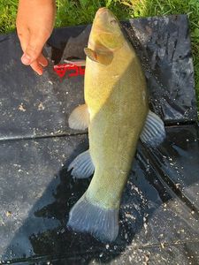 Tench