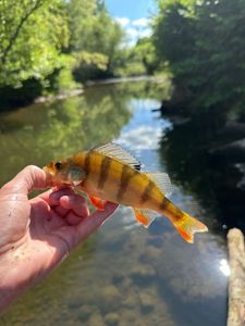 European Perch