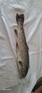 Brown Trout