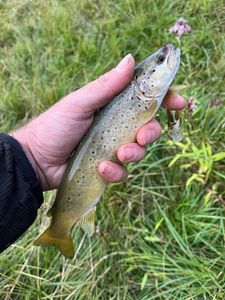 Brown Trout