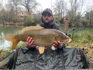 Common Carp