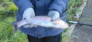 Rainbow Trout