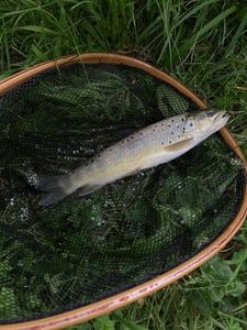 Brown Trout