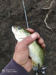 Largemouth Bass