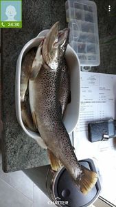 Brown Trout