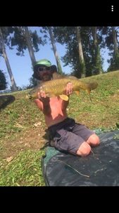 Common Carp