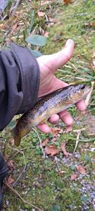 Brown Trout
