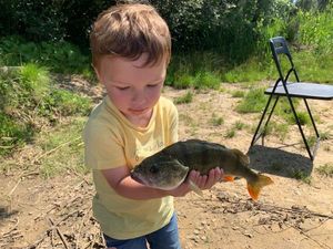 European Perch