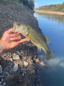 Largemouth Bass