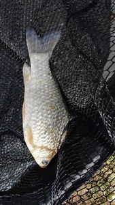 Crucian Carp