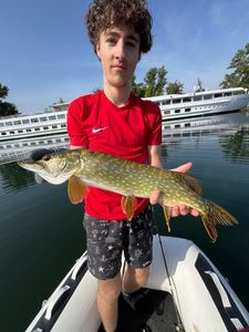 Northern Pike