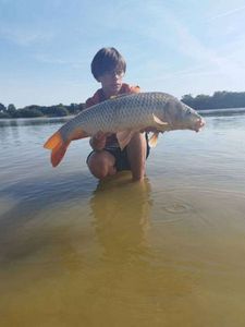 Common Carp
