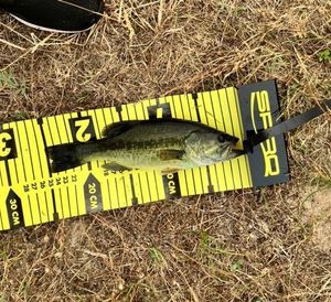 Largemouth Bass