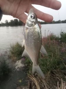 Common Bream