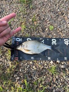 Common Bream