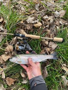 Rainbow Trout